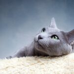 Голубой кот: подборка фото 25