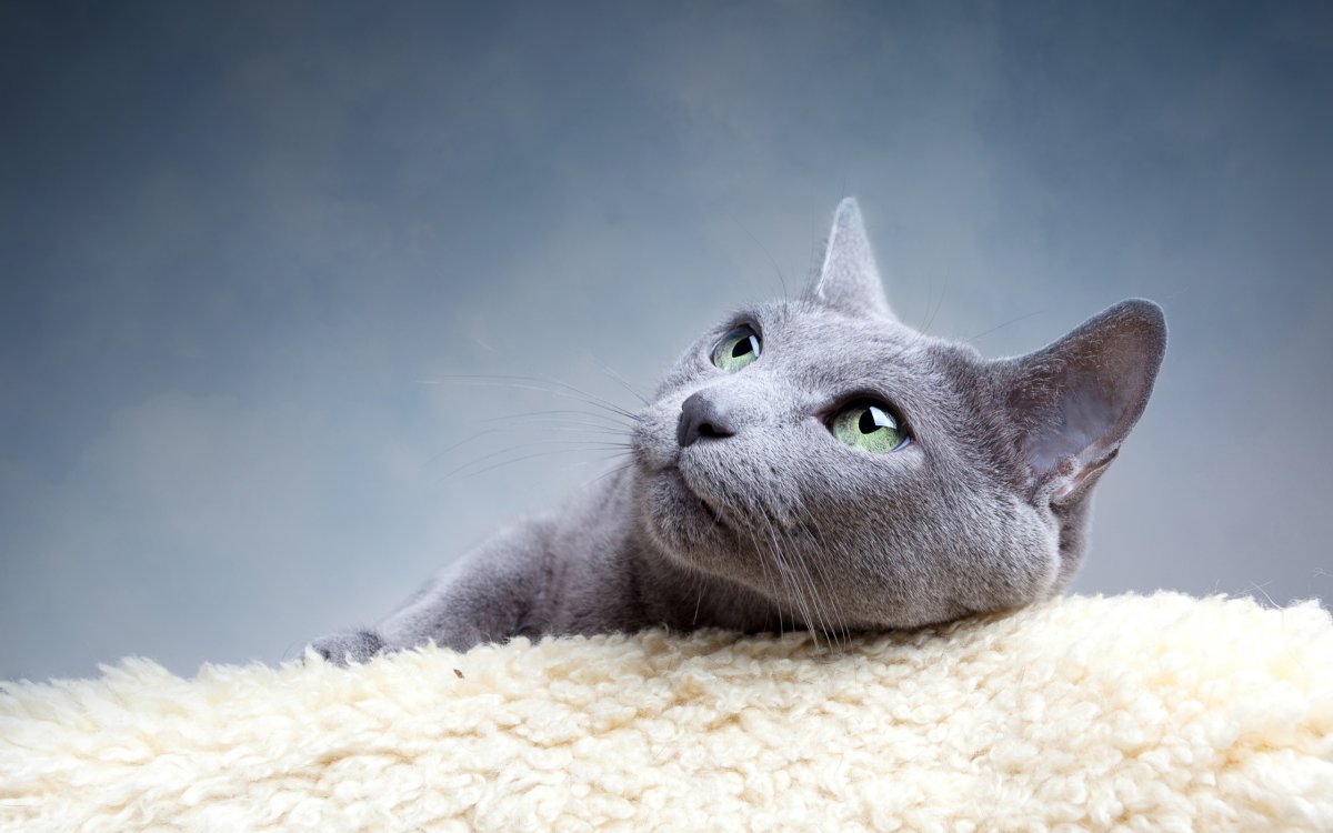 ФОТО: Голубой кот 1
