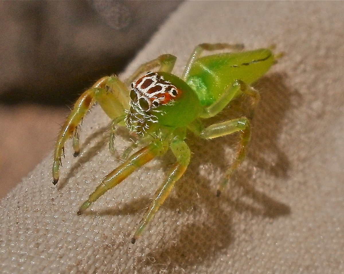 ФОТО: Желтосумный колющий паук 4