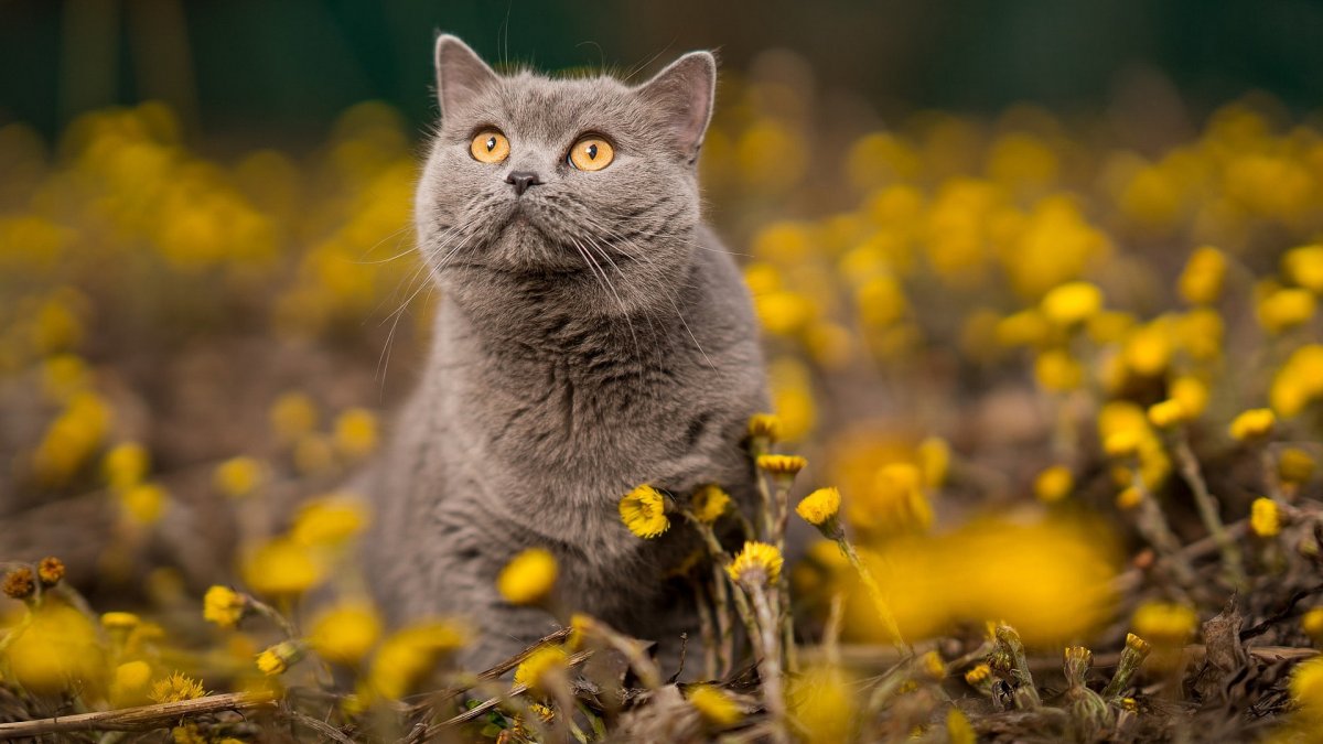 ФОТО: Британская кошка 3