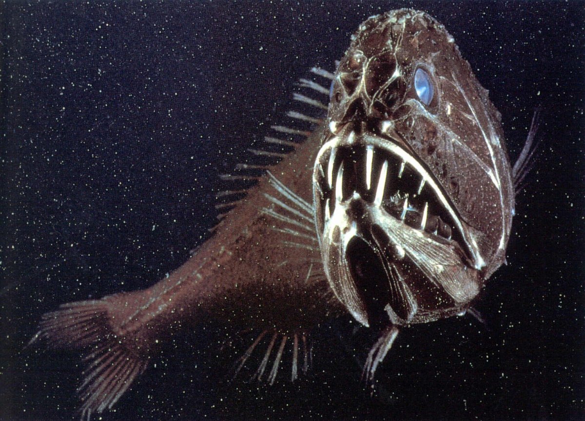 ФОТО: Глубоководные рыбы монстры 2