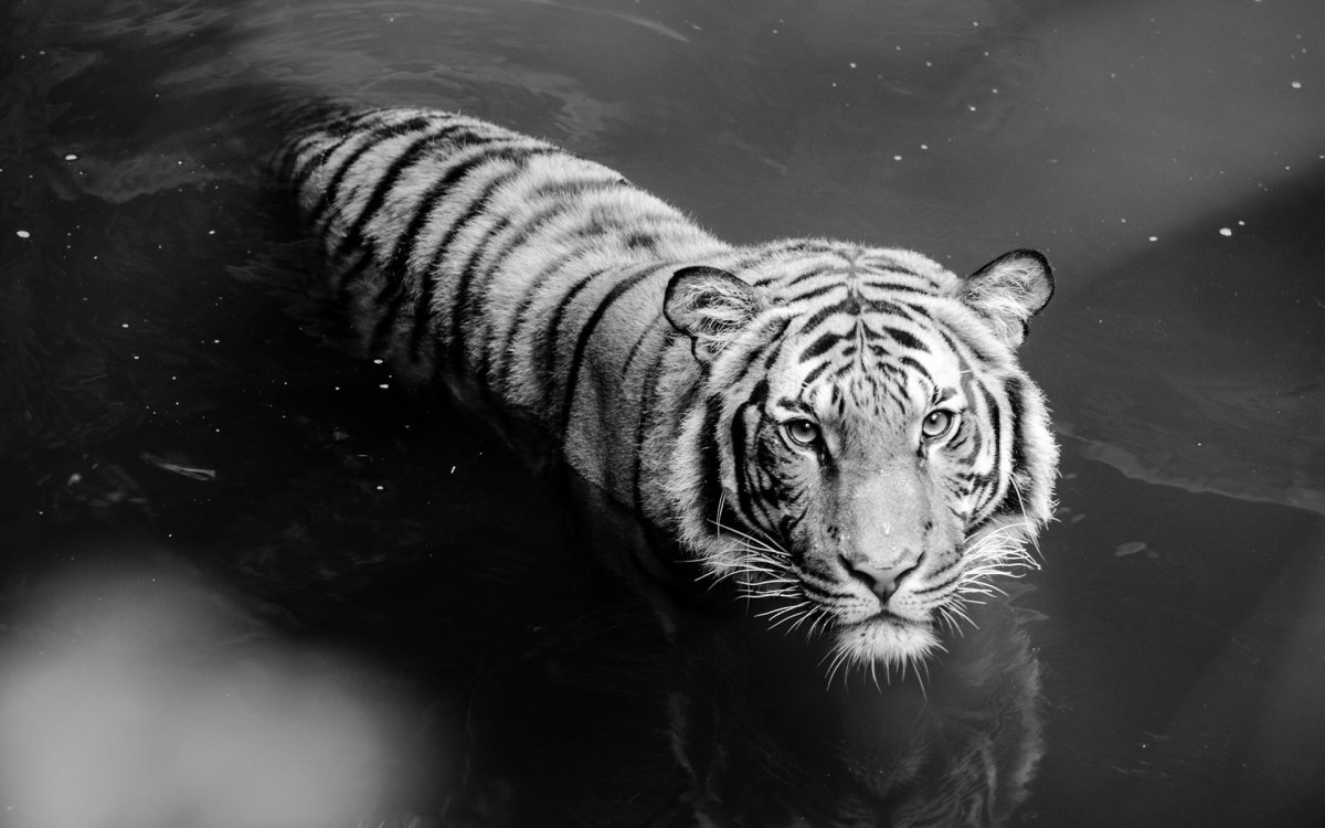 ФОТО: Черный водяной тигр 8