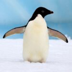 ФОТО: Пингвин Адели 55