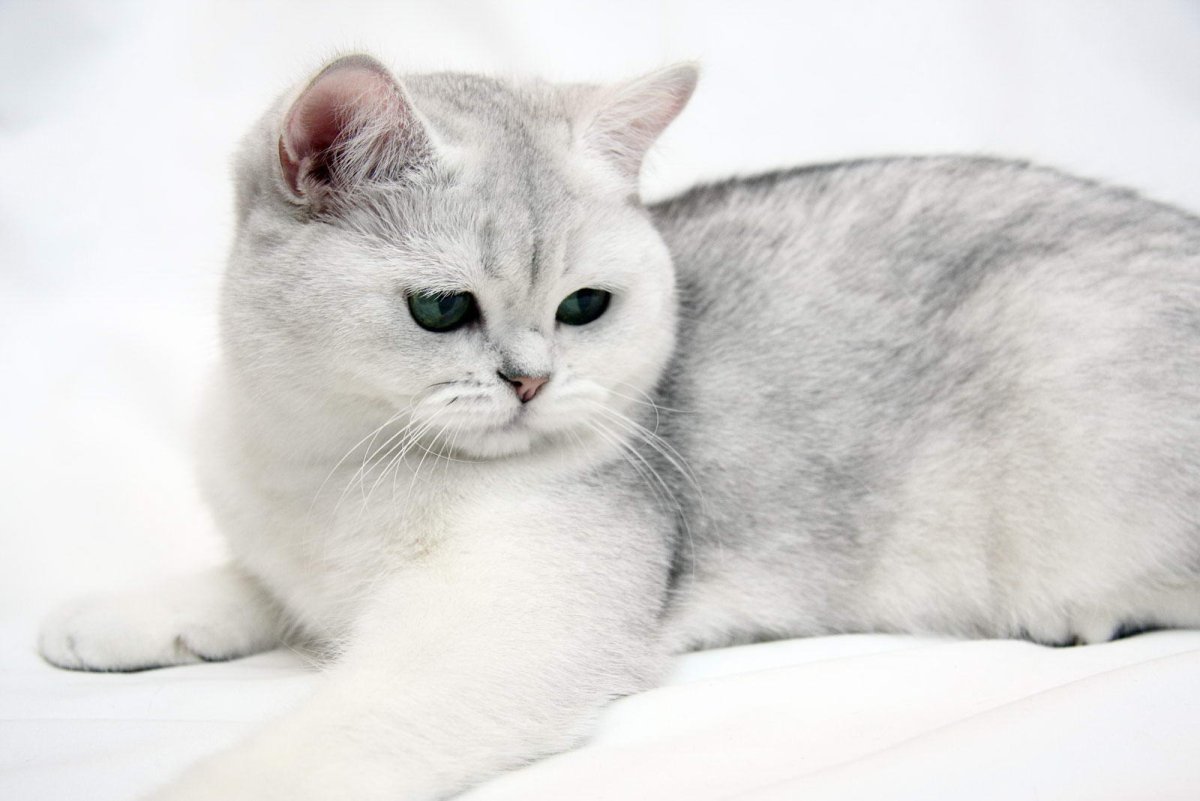 ФОТО: Шиншилла британская кошка 7