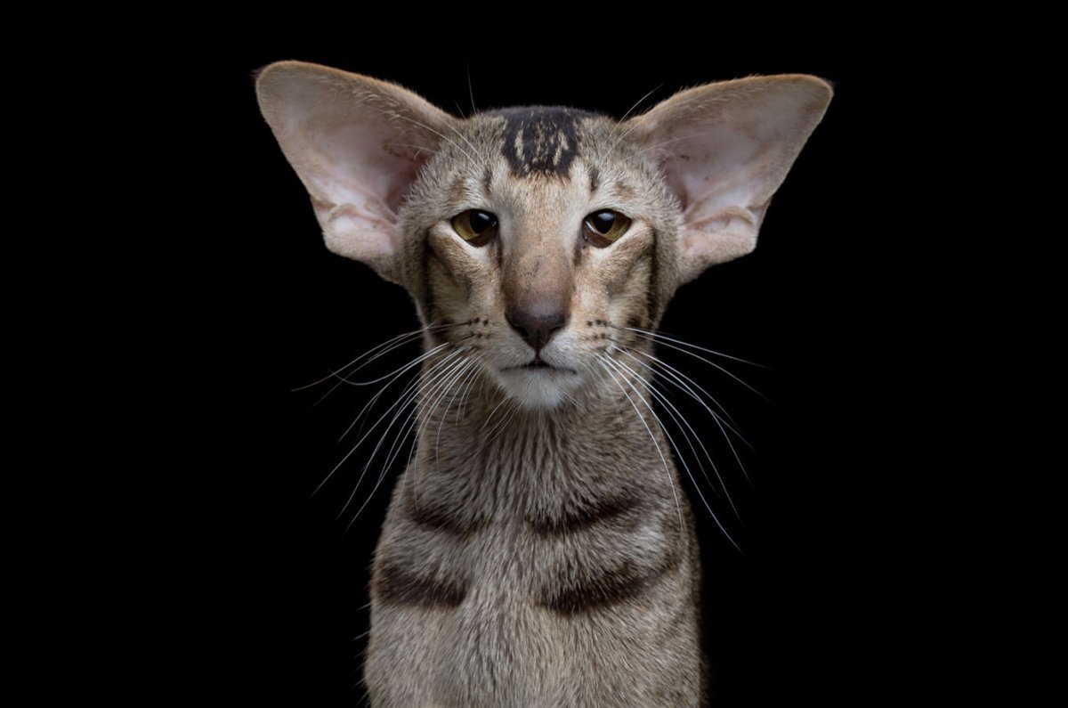ФОТО: Кот ориентальной породы 4