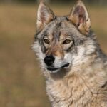 Помесь волка и собаки - фото и картинки 29 Xenia Deli