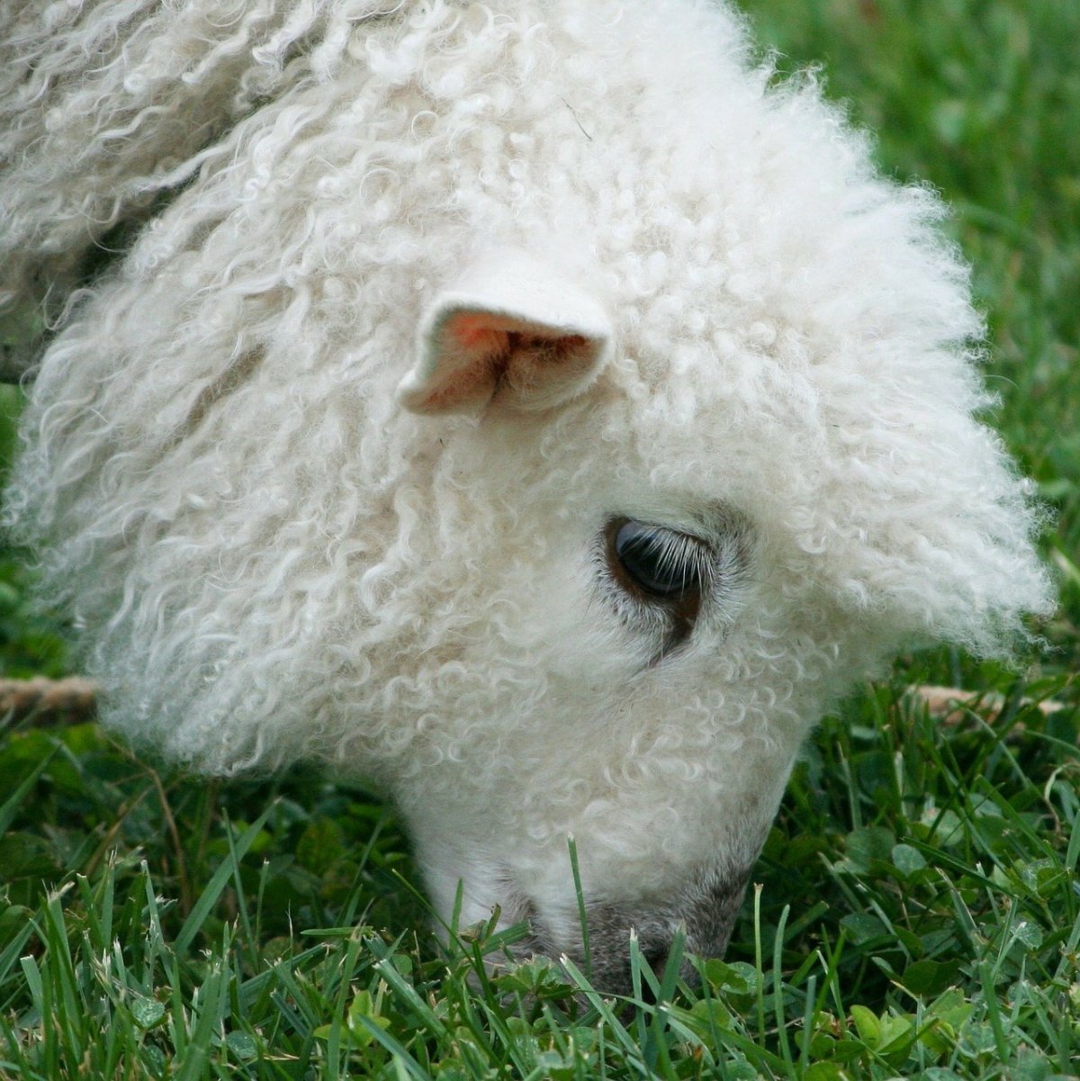 ФОТО: Белтекс овцы 2