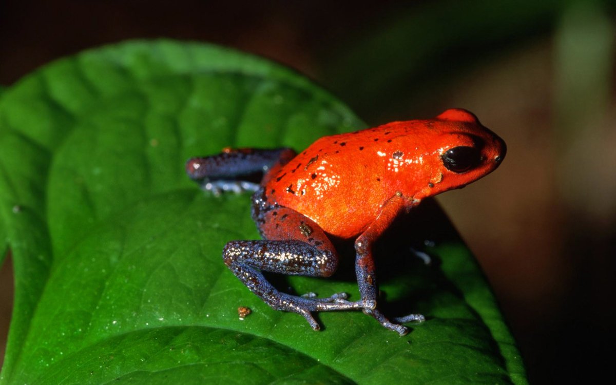 ФОТО: Оранжевая жаба 3