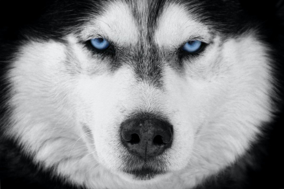 Черная собака с голубыми глазами (ФОТО) 5
