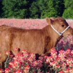 ФОТО: Розовая корова 10 тату