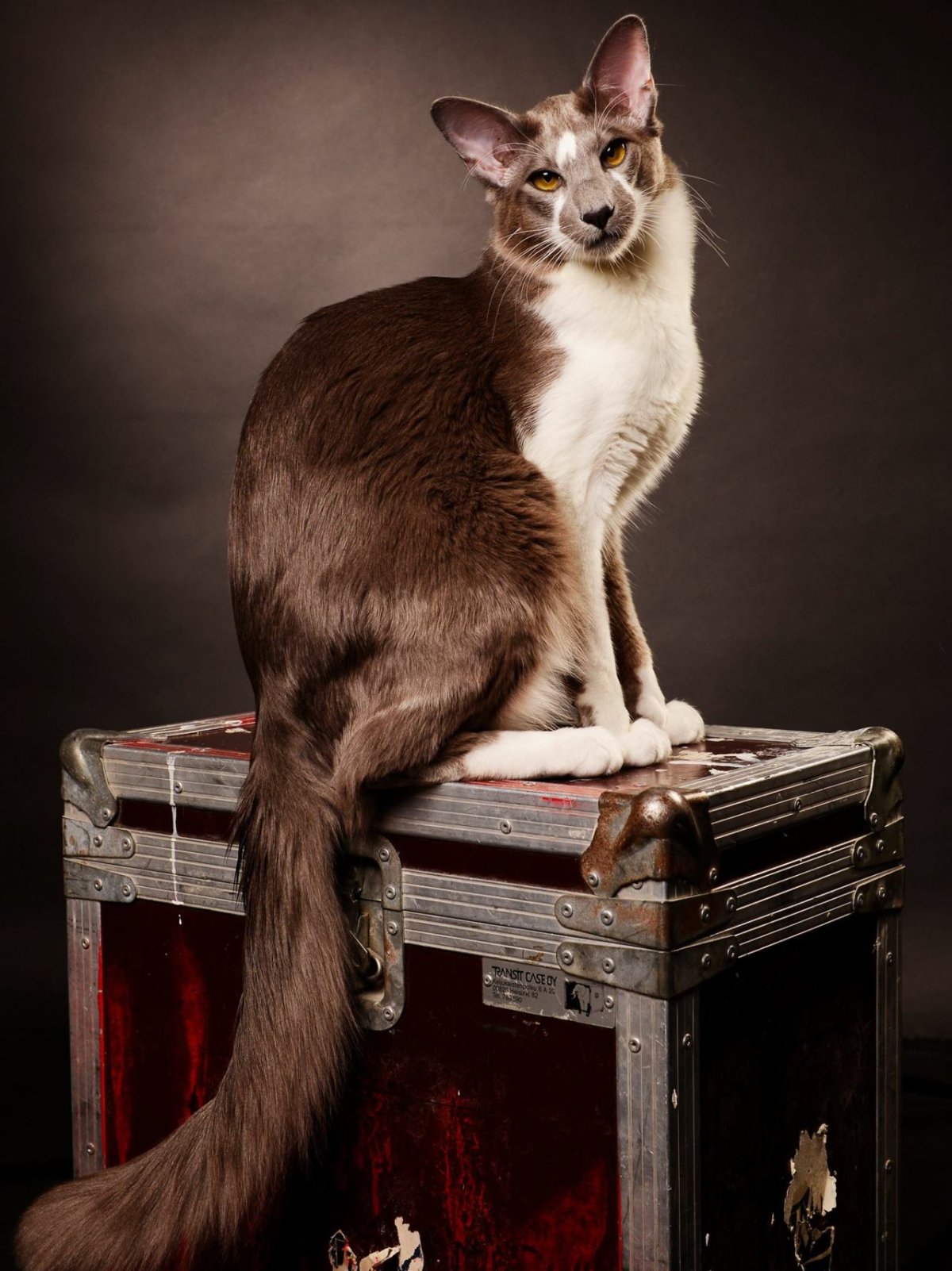 ФОТО: Ориентальная длинношерстная кошка 7