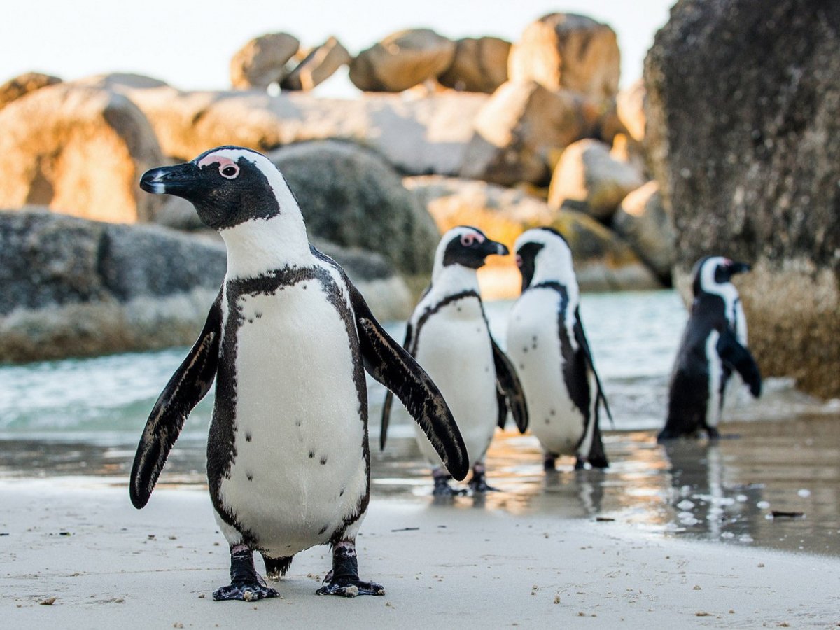 ФОТО: Пингвины в Африке 4