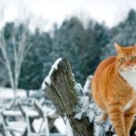 ФОТО: Мартовский кот 29 котики