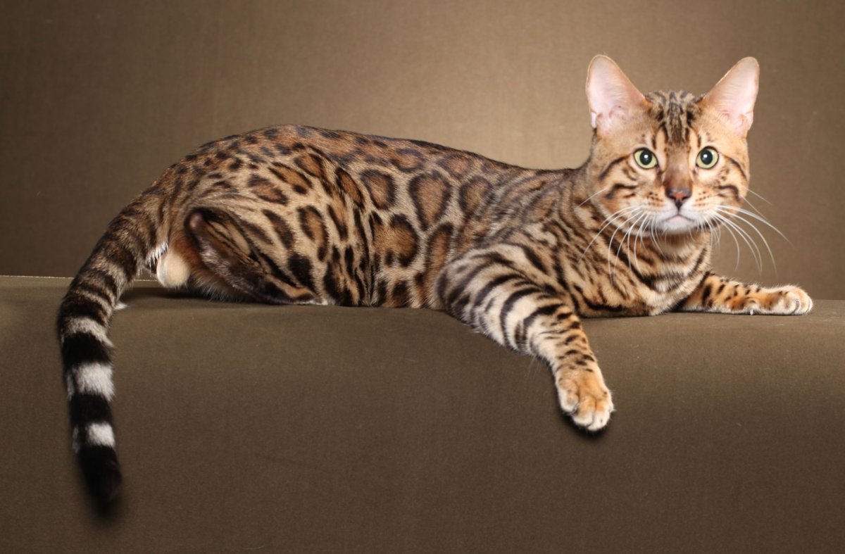 ФОТО: Кошка леопардового окраса 2
