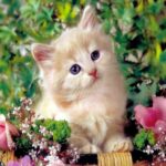 Милые кошки - фото подборка 25