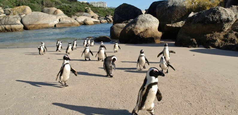 ФОТО: Пингвины в Африке