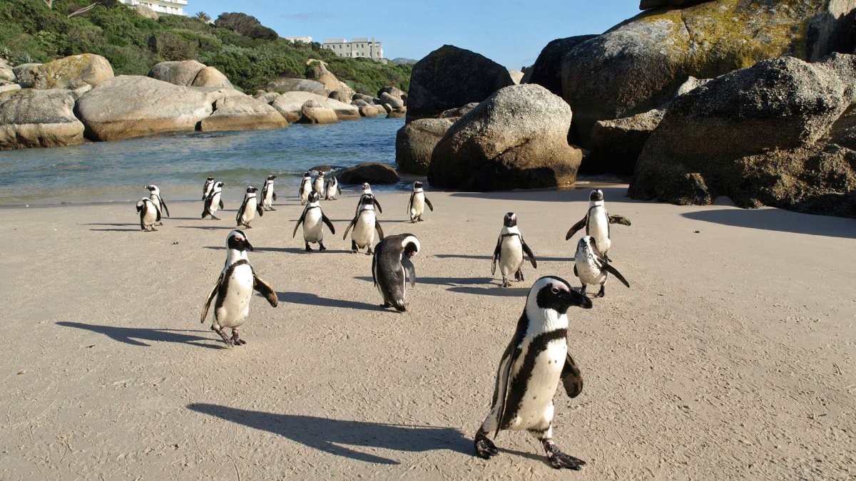 ФОТО: Пингвины в Африке 1