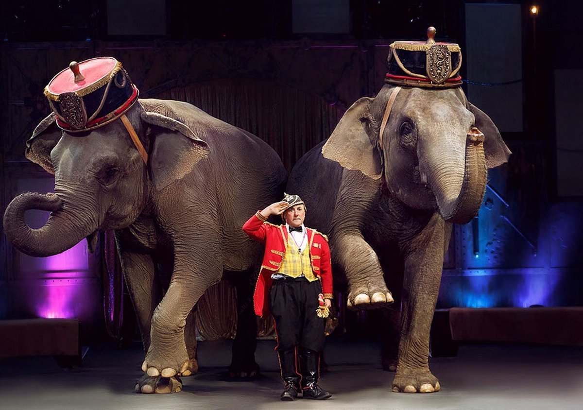ФОТО: Слон в цирке 5