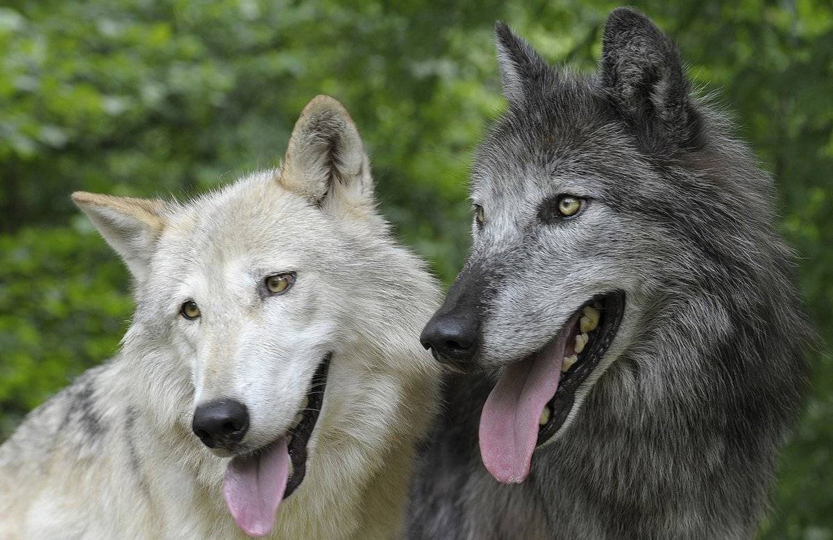ФОТО: Помесь волка и собаки 2