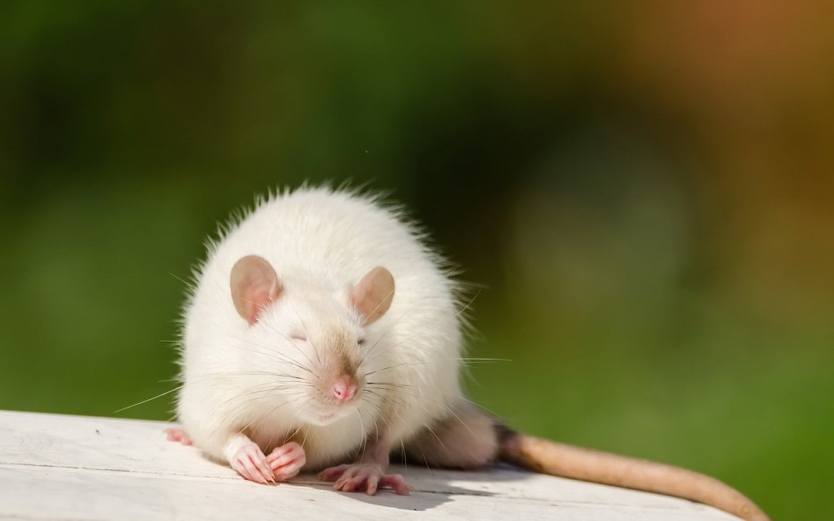 ФОТО: Белая мышь 4