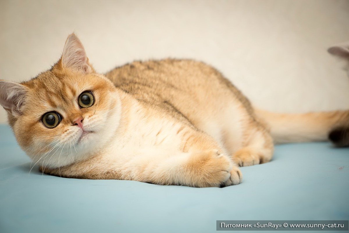 ФОТО: Британская золотая шиншилла кошка 5