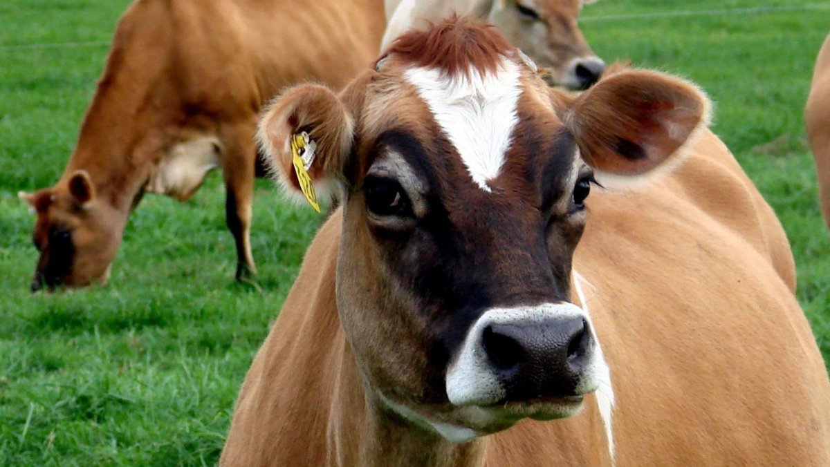 ФОТО: Порода коров джерси 9