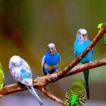 Волнистый попугай - подборка красивых фотографий 4