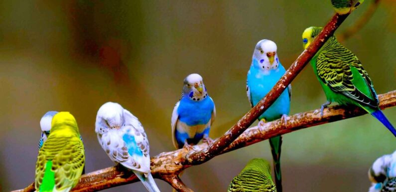 ФОТО: Волнистый попугай