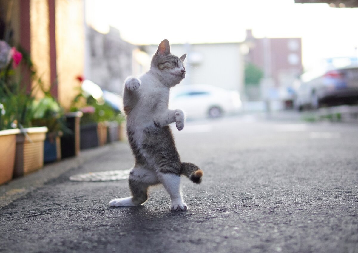 ФОТО: Танцующий кот 10
