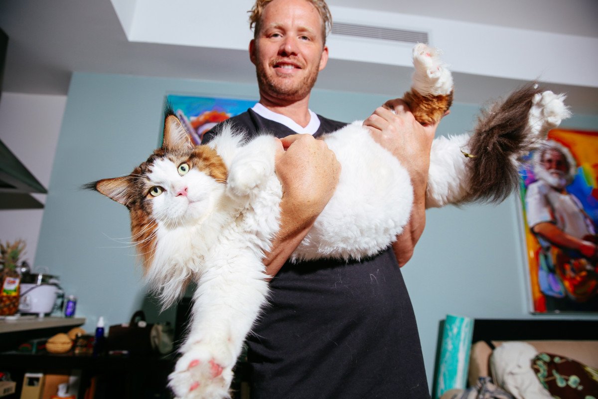 ФОТО: Самый большой кот в мире 8