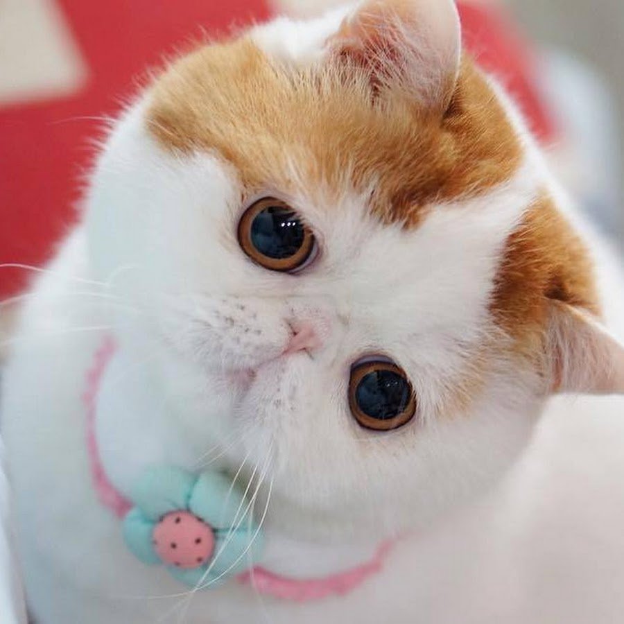 ФОТО: Японская кошка 7