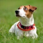 ФОТО: Порода собак Джек Рассел терьер 28 картинки со смыслом