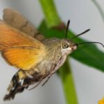 Бражник бабочка - картинки 28 Сексуальный косплей