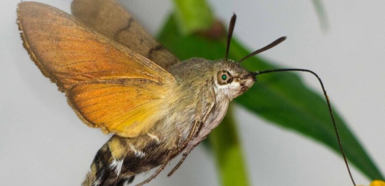 ФОТО: Бражник бабочка