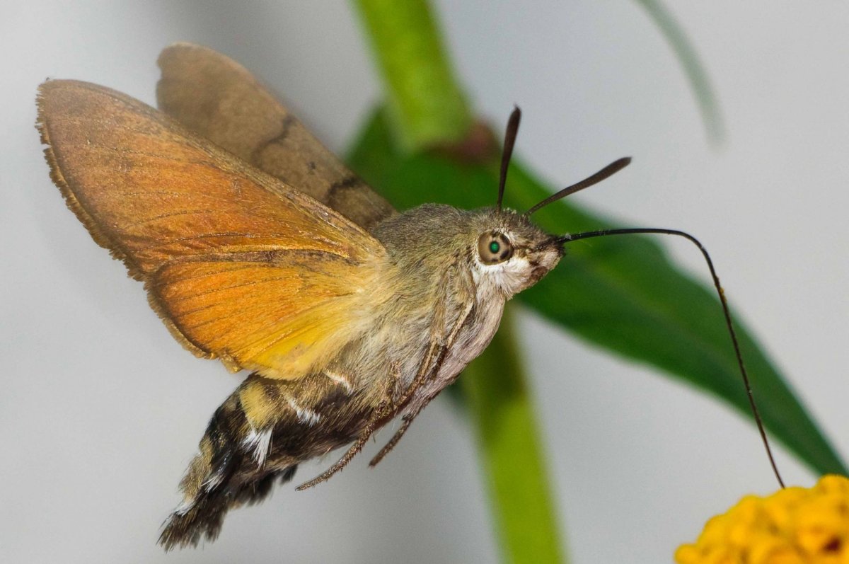 ФОТО: Бражник бабочка 1