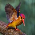 ФОТО: Виды птиц 33 открытки