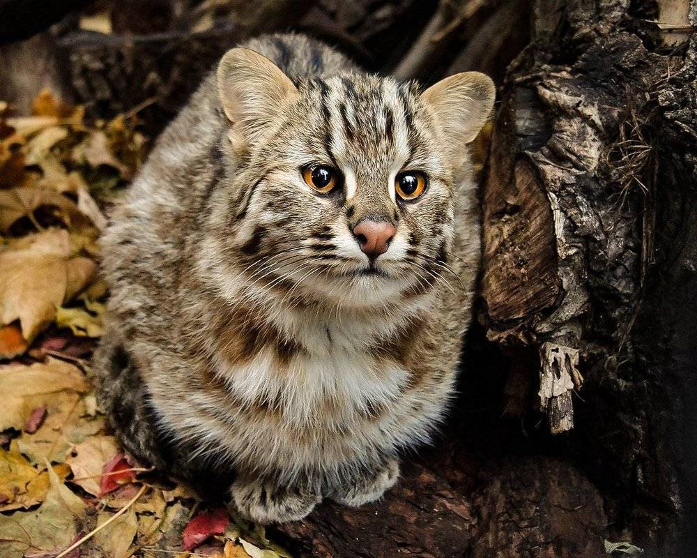 ФОТО: Амурский лесной кот 3