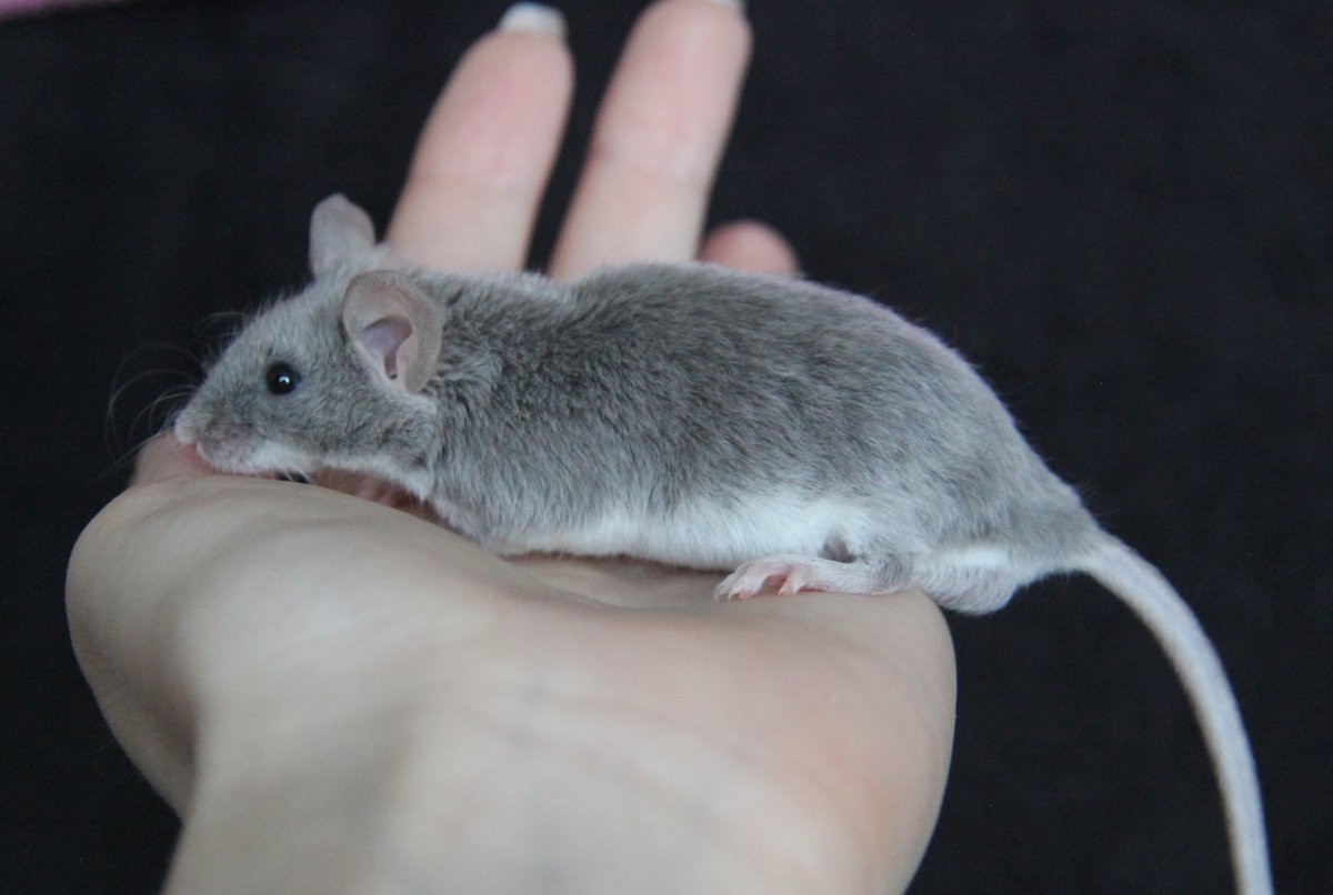 ФОТО: Сатиновая мышь 3