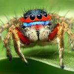 ФОТО: Самый ядовитый паук в мире 43 мотоциклы