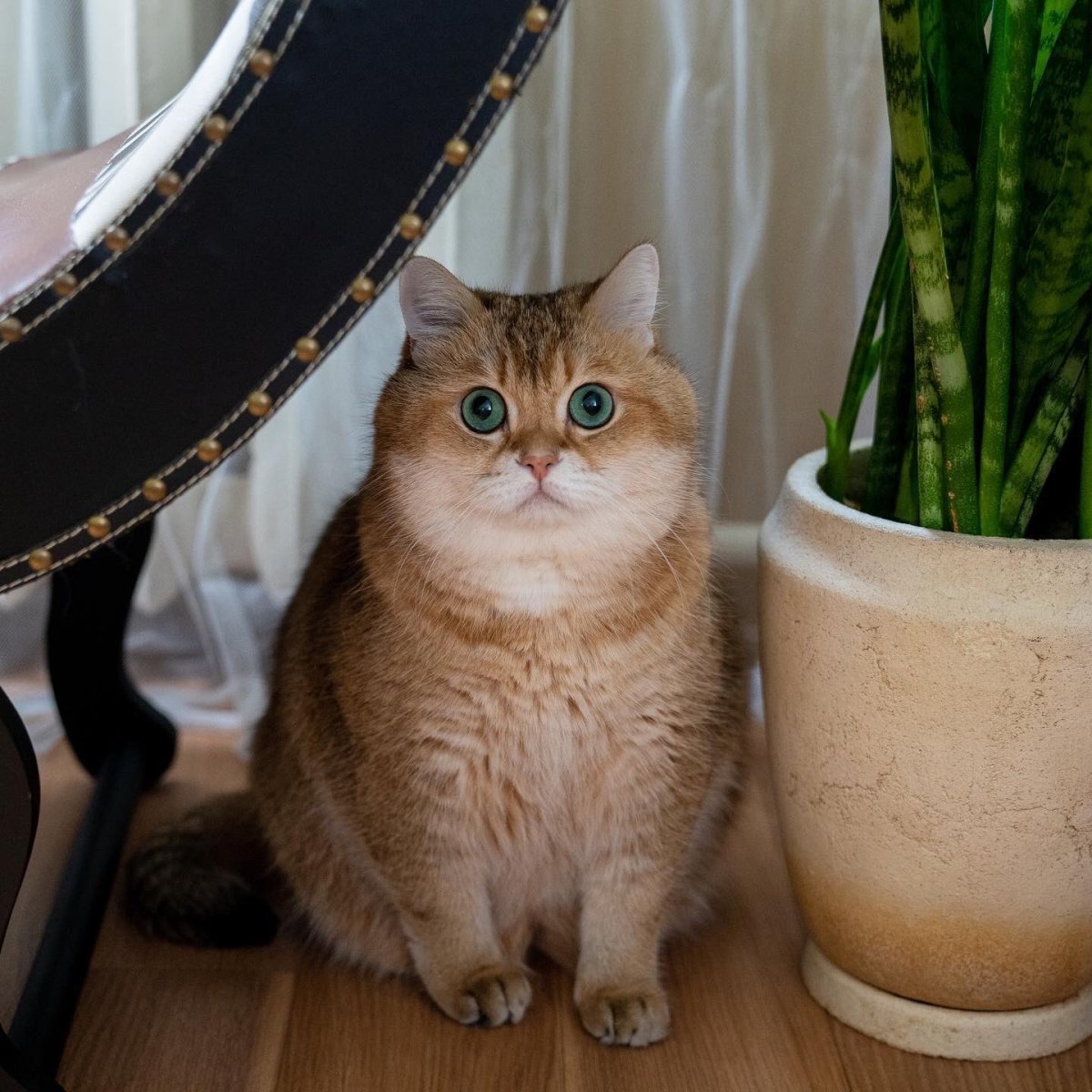 ФОТО: Британская золотая шиншилла кошка 7