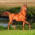 ФОТО: Буденновская лошадь 88 тату