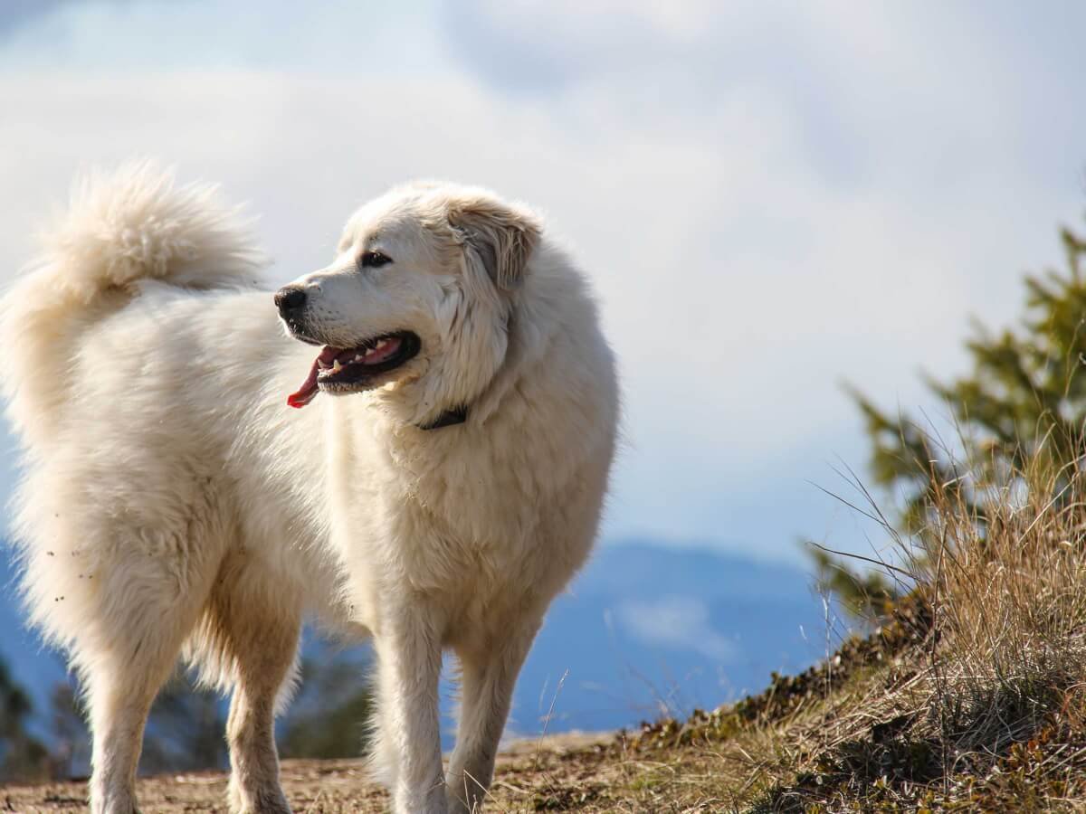 ФОТО: Пиренейский горный пес 9