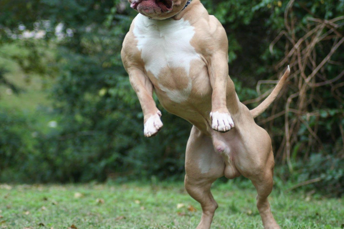 Самая накаченная собака в мире (ФОТО) 4