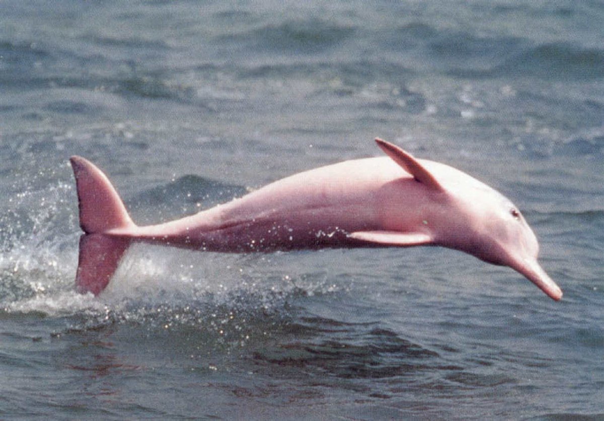 ФОТО: Розовые дельфины амазонки 7
