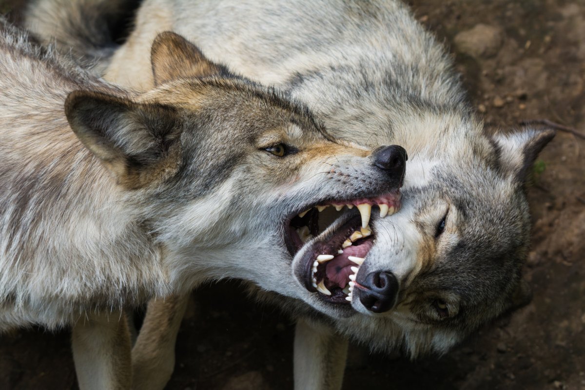 ФОТО: Волк в ярости 10