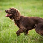 ФОТО: Кокер спаниель охотничья собака 11 фото