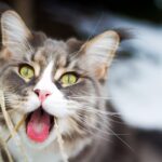 ФОТО: Кот с открытым ртом 16 тату