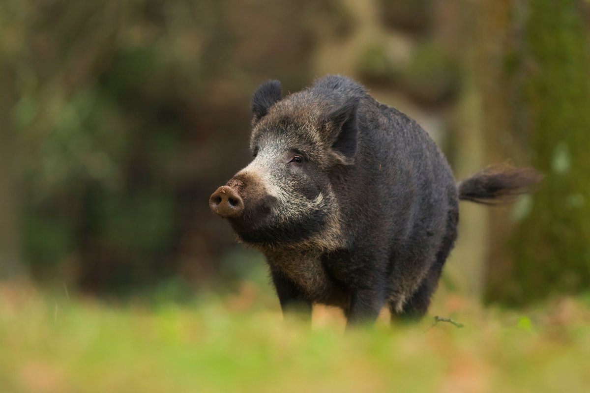 ФОТО: Черная свинья 7
