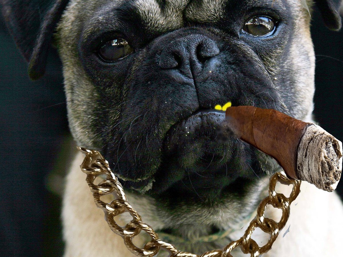 ФОТО: Собака с золотыми зубами 3