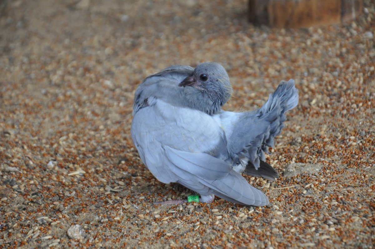 ФОТО: Мальтийский голубь 3